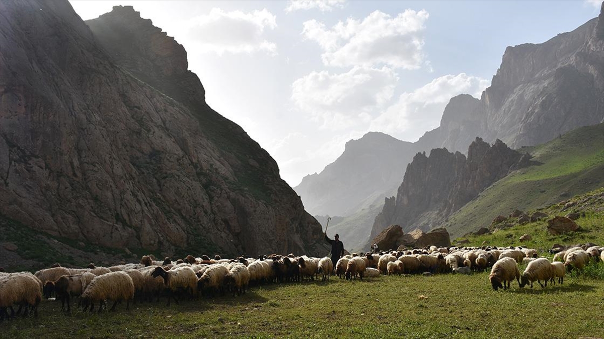 Göçerler Yazı Geçirmek İçin Van Ve Hakkari'deki Serin Yaylaları Tercih Ediyor