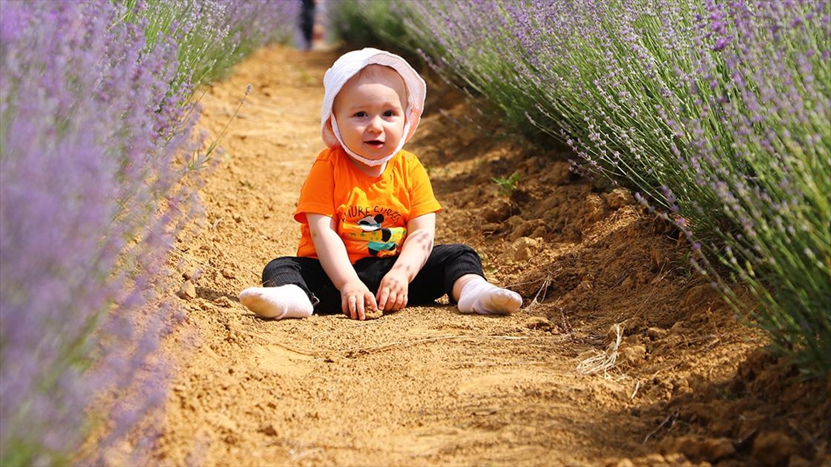 Tekirdağ'da Mor Renkli Lavanta Tarlaları, Çiçeklendiği 3 Hafta Boyunca Ziyaretçi Çekiyor