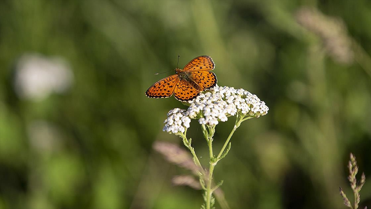 Tunceli'de Tabiatın Yeşermesiyle Kelebek Türleri De Ortaya Çıktı