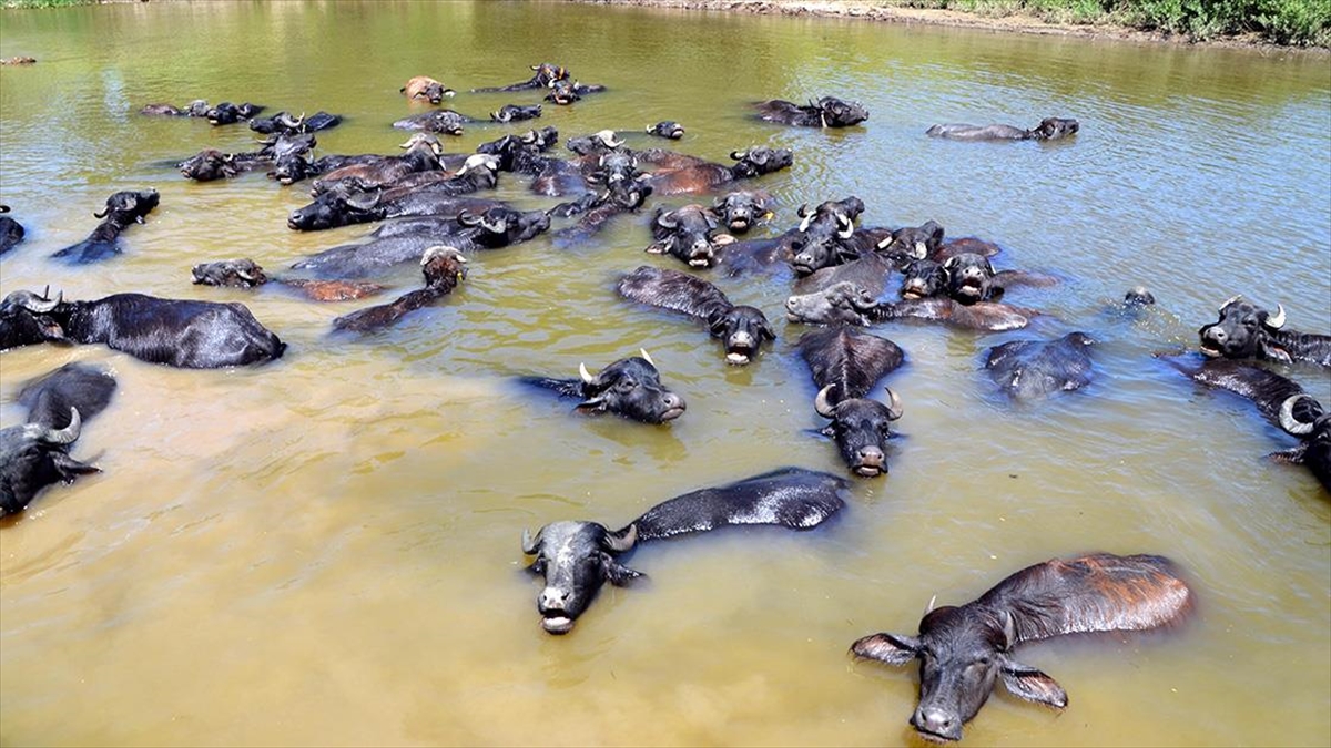 Muş'ta Çobanlar Sıcaktan Bunalan Mandaları Nehirde Serinletiyor