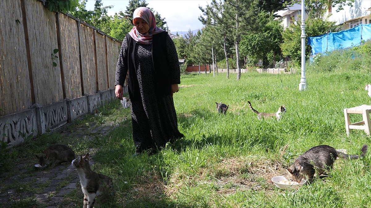 Amasyalı Kadın, "evlatlarım" Dediği Onlarca Kediye Bakıyor