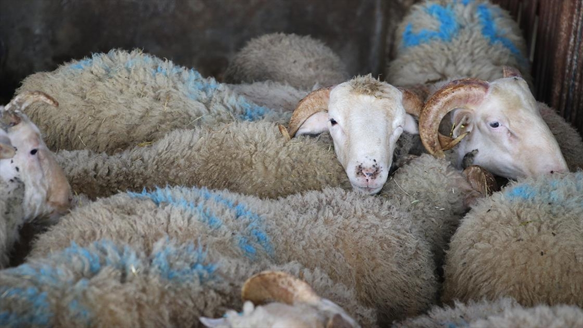 Üniversitede Yetiştirilen Kıvırcık Koyunlar Satışa Çıkarıldı