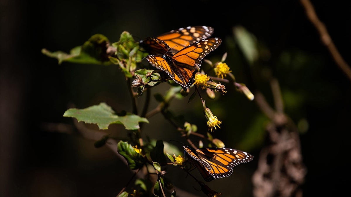 Kral Kelebeklerinin Kanatlarındaki Beyaz Beneklerin Göç Yolculuğunu Kolaylaştırdığı Belirlendi