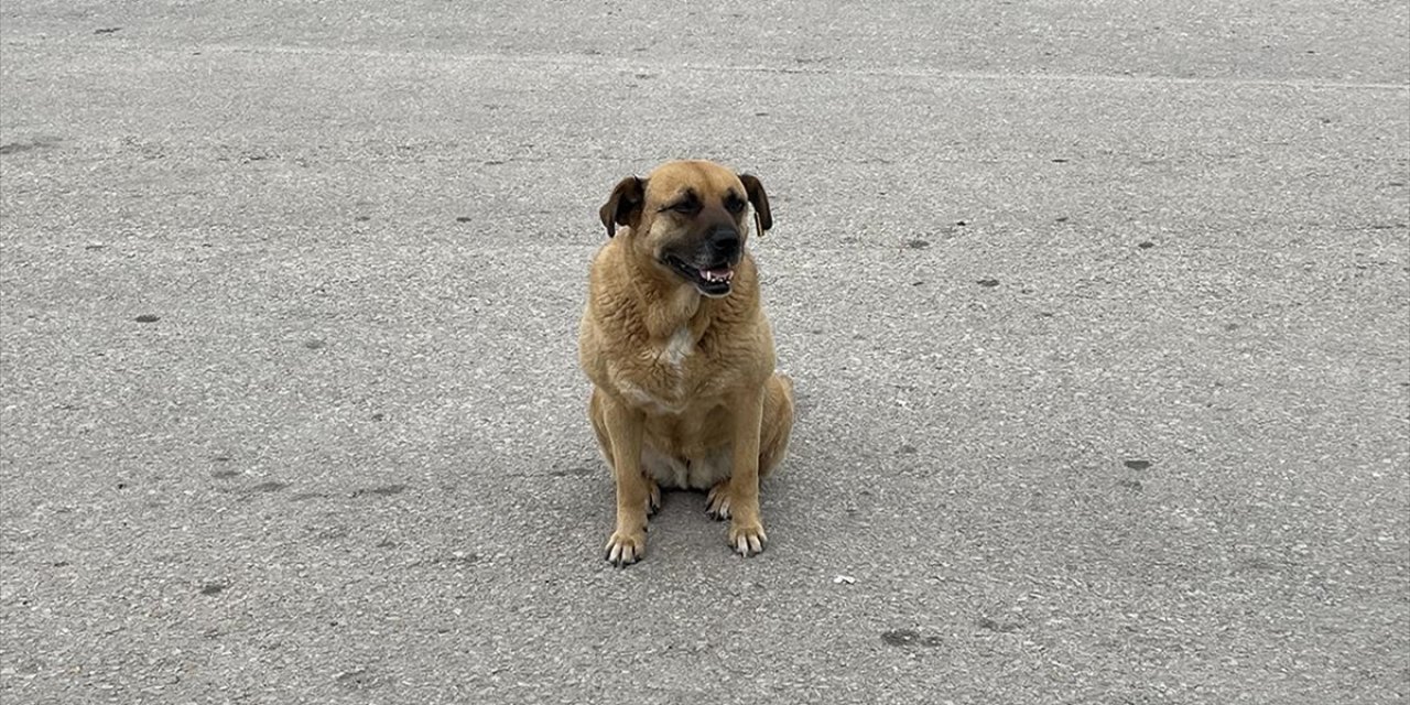 Eskişehir'de Mahalleli Sahipsiz Köpeklerin Toplatılmasını İstiyor