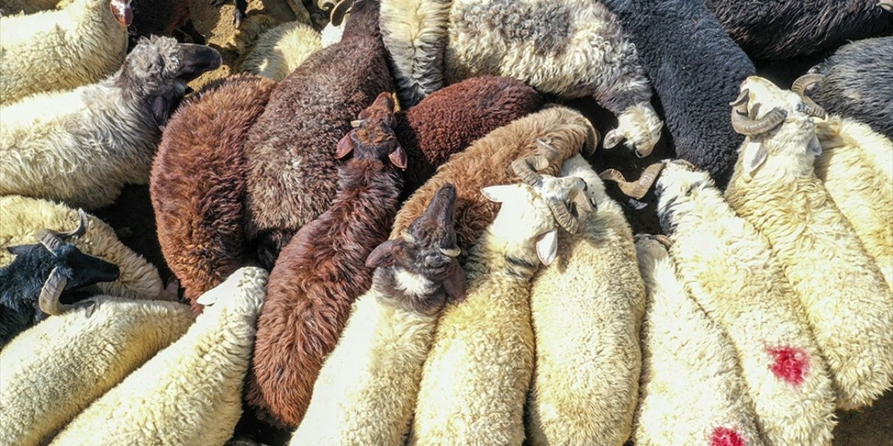 Sokakta Kurban Kesene 3 Bin 36 Lira İdari Para Cezası Uygulanacak