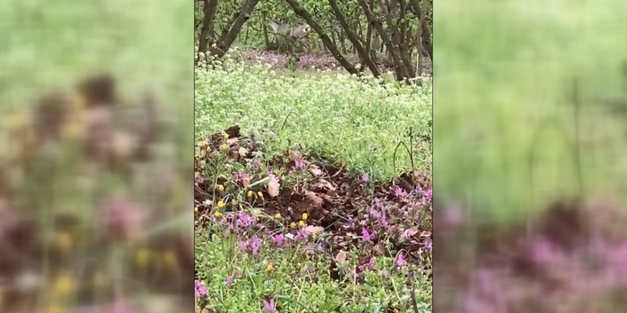 Düzce'de Fındık Bahçesine Giren Karacalar Cep Telefonuyla Görüntülendi