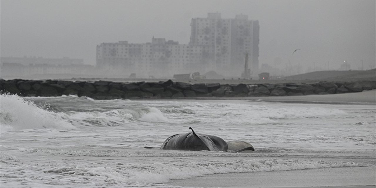 Abd'de Zehirli Yosunlar, Yüzlerce Balina Ve Deniz Aslanının Ölümüne Neden Oldu