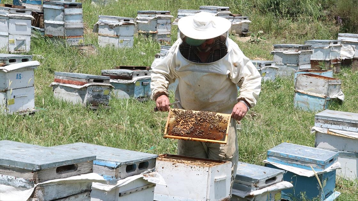 Yozgat'ta Yağışlar Bal Verimini Olumsuz Etkiledi