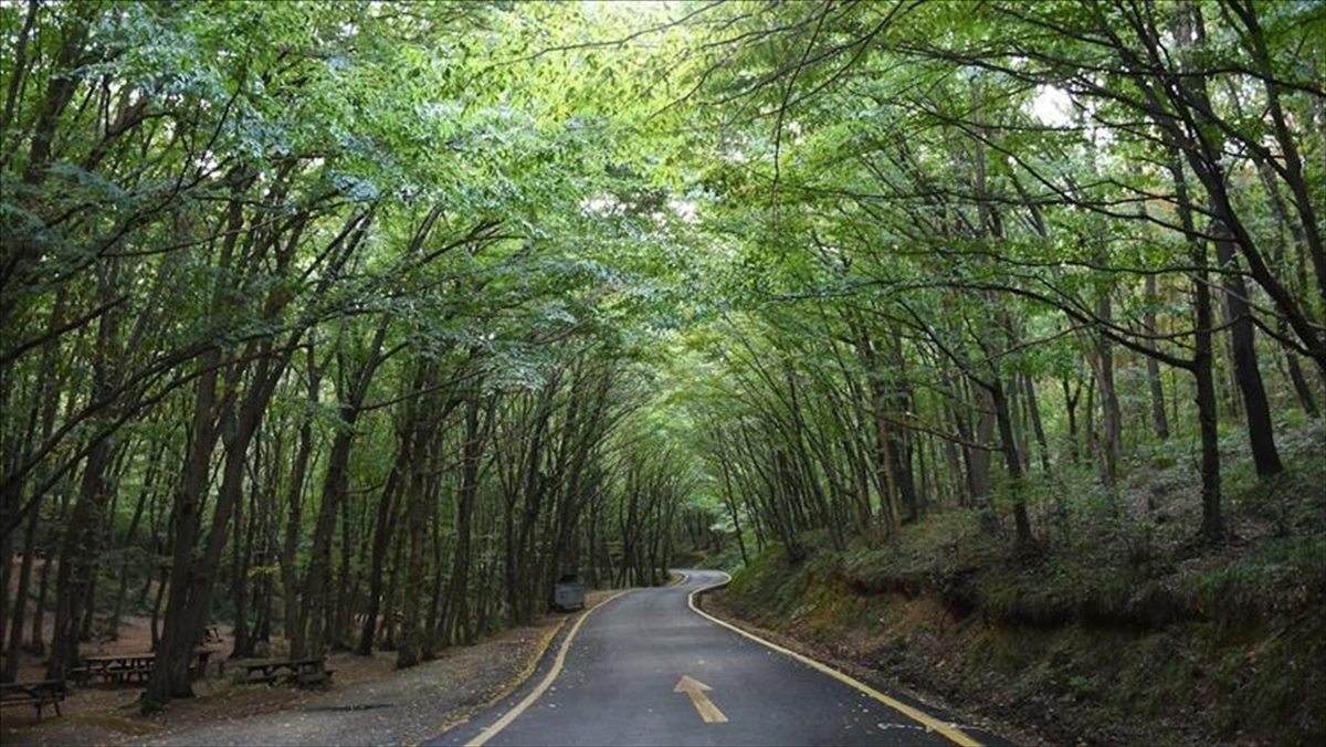 İstanbul'da Ormanlık Alanlara Girişler 15 Ekim'e Kadar Yasaklandı