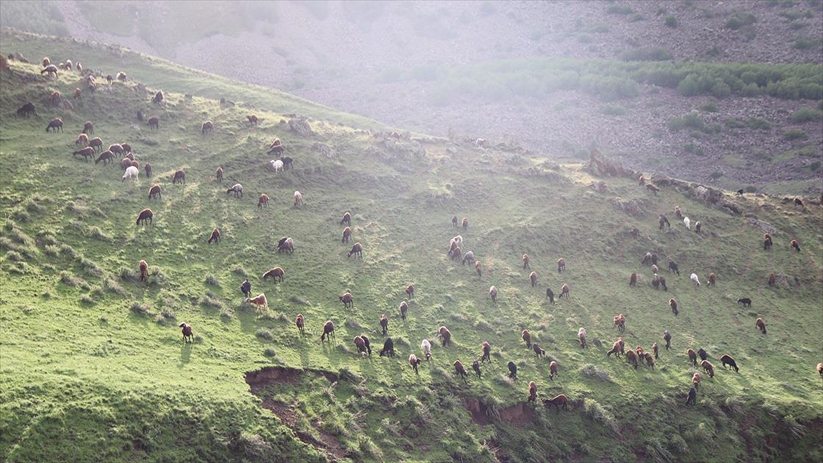 Iğdır'da Bol Yağışla Yeşeren Doğa, Besicileri Göçten Ve Masraftan Kurtardı