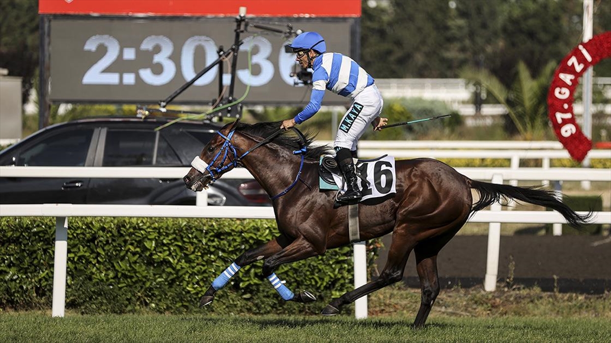 97. Gazi Koşusu'nu "urfa Aslanı" Kazandı