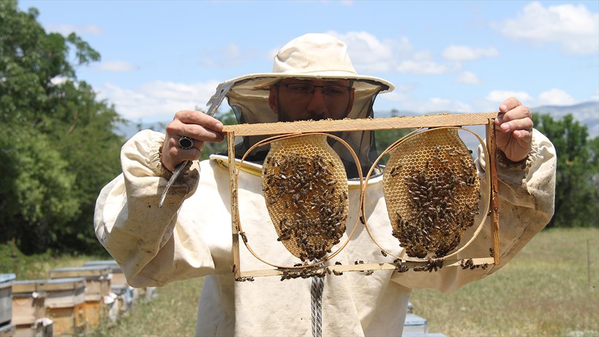 Erzincan'da 130 Bin Kovanda Bal Üretimi Yapılıyor