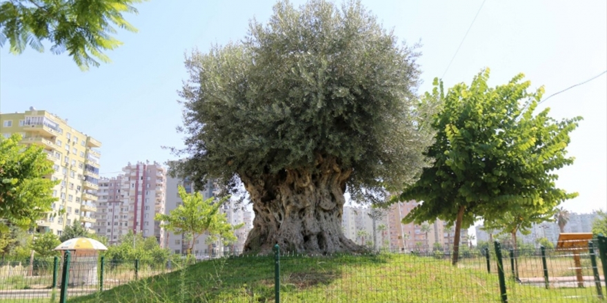 Bin 500 Yıllık Zeytin Ağacı Meyve Verdi