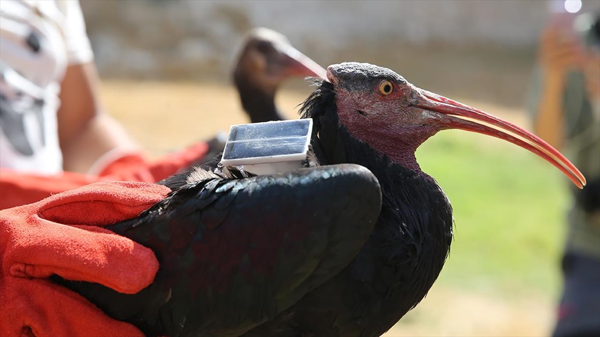 Şanlıurfa'da Doğaya Salınan 30 Kelaynak Kuşundan 4'üne Göç Yolunu Takip İçin Gprs Takıldı