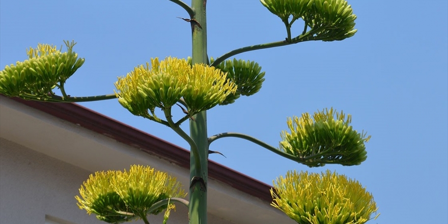 Agave Bitkisi 20 Yıl Sonra Çiçek Açtı