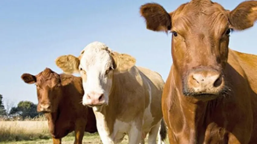 Uşak'ta şap hastalığı paniği