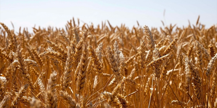 Yerli Tohum 'Hüseyinbey' Çiftçiyi Kalkındıracak