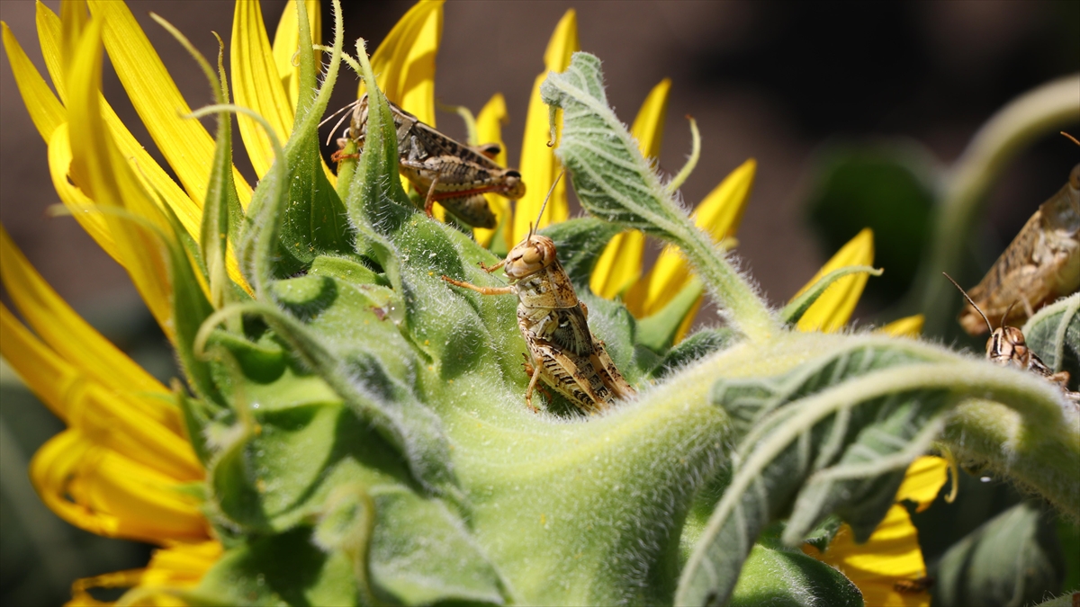 Tekirdağ'da Bazı Ayçiçeği Tarlalarında Görülen Çekirgelerin Yayılmasının Önüne Geçildi