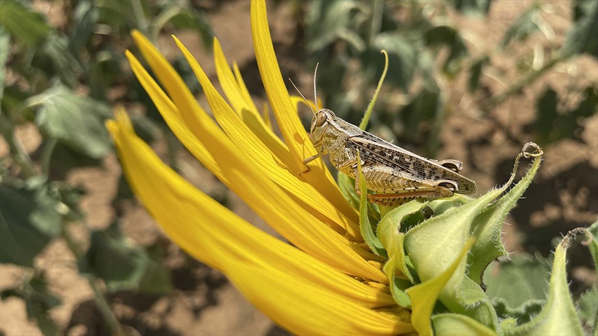 Tekirdağ'da Tarım Arazilerinde Görülen Çekirgelere Karşı İlaçlama Başlatıldı