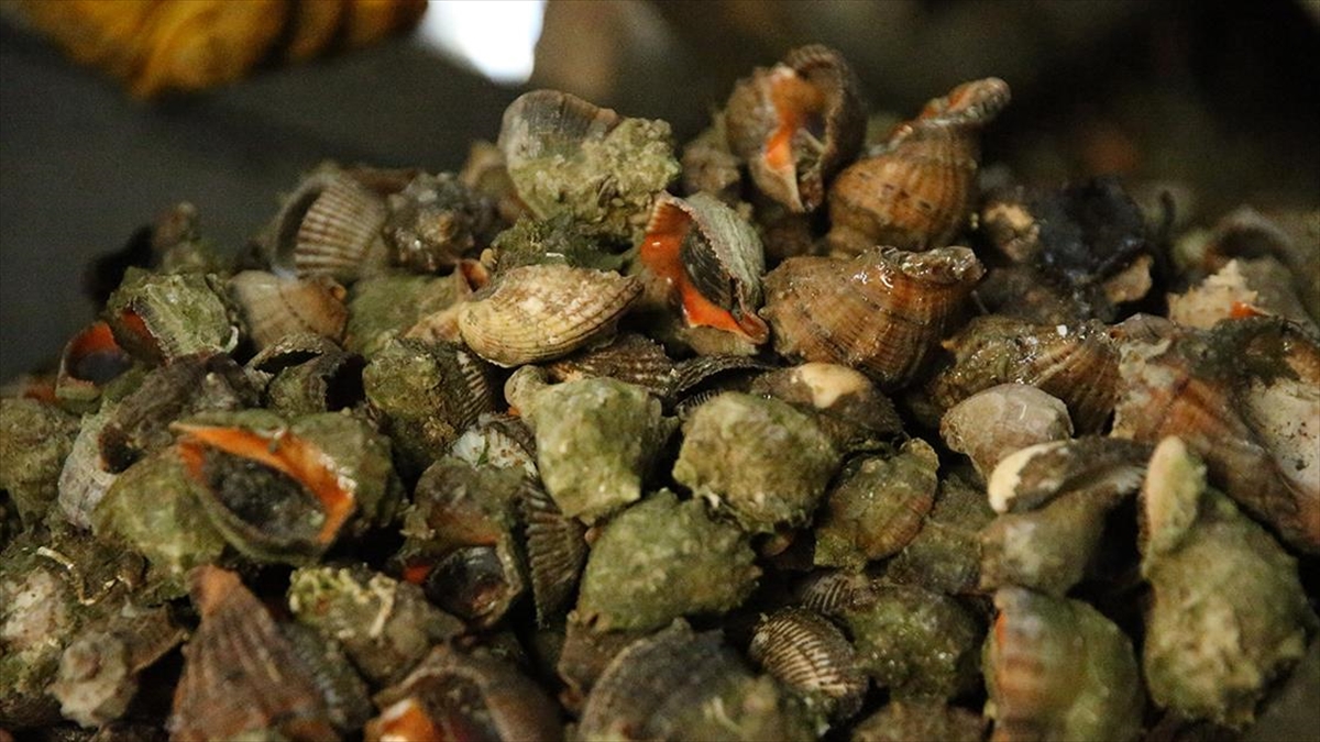 Deniz Salyangozu İhracatı Geliri Yılın İlk Yarısını İkiye Katladı