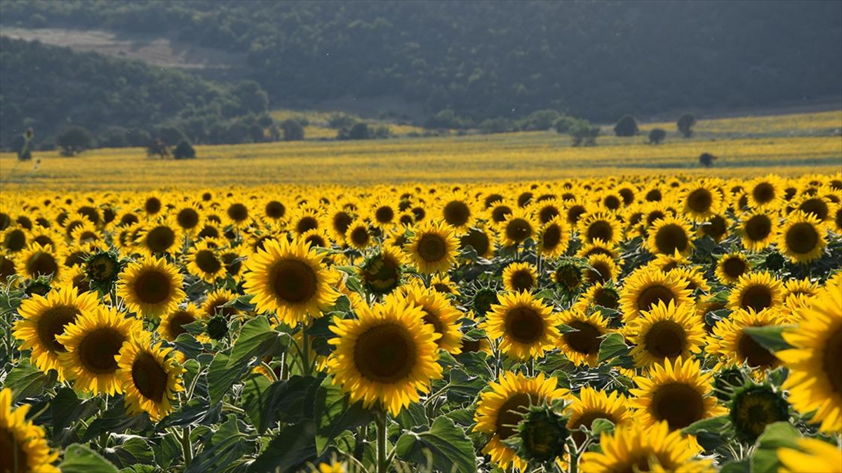 Bilecik'te Ayçiçeği Tarlaları Sarının Tonlarına Büründü