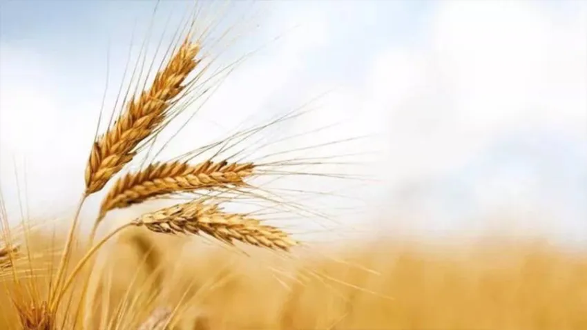 Buğday fiyatları 5 ayın zirvesini gördü!