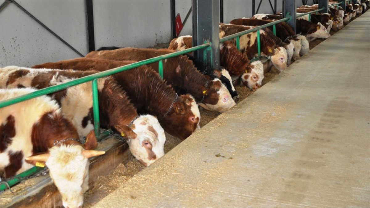 Türkiye'deki Hayvan Çiftliklerinin Üretim Kapasitesi Yeni Tipolojiyle Artırılacak