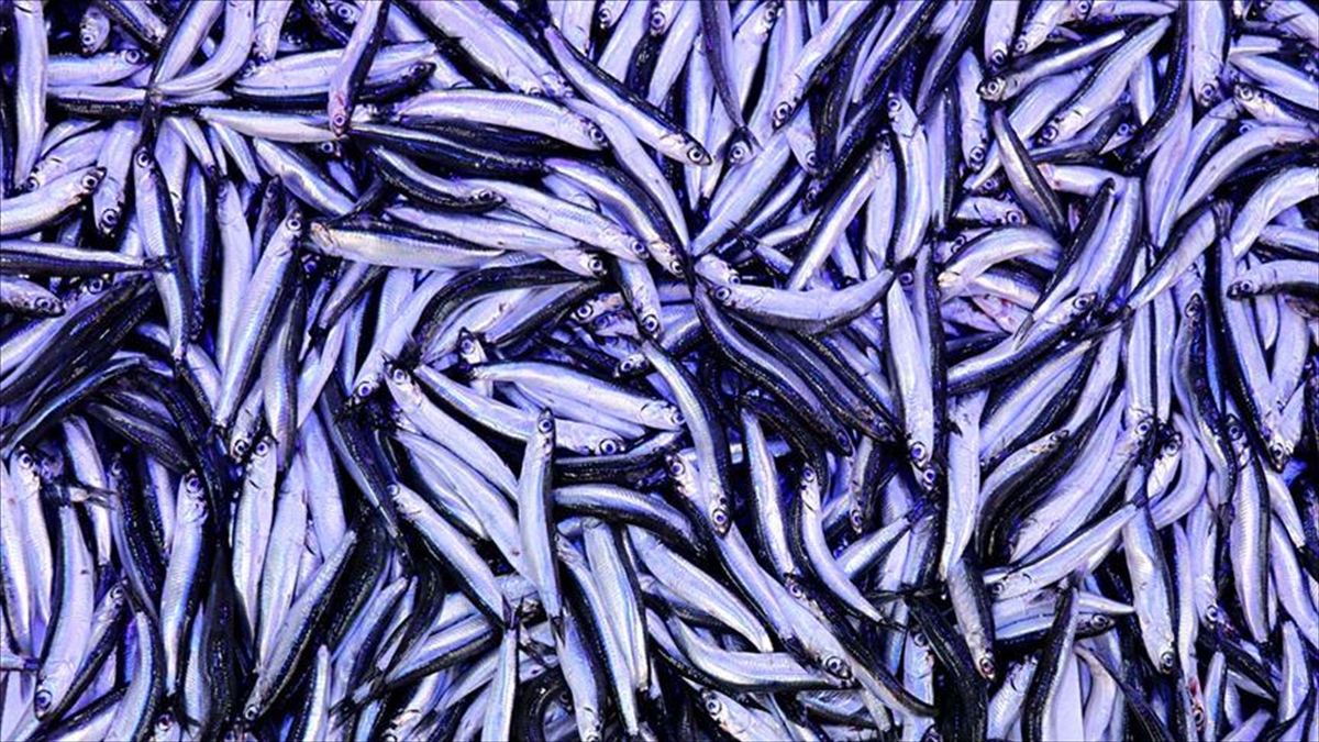 Hamsi İhracatı Yılın İlk Yarısını Yüzde 7 Artışla Kapattı