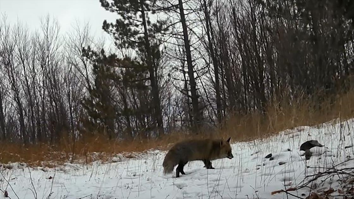 Kütahya’da Yaban Hayvanları Fotokapanlarla Görüntüledi
