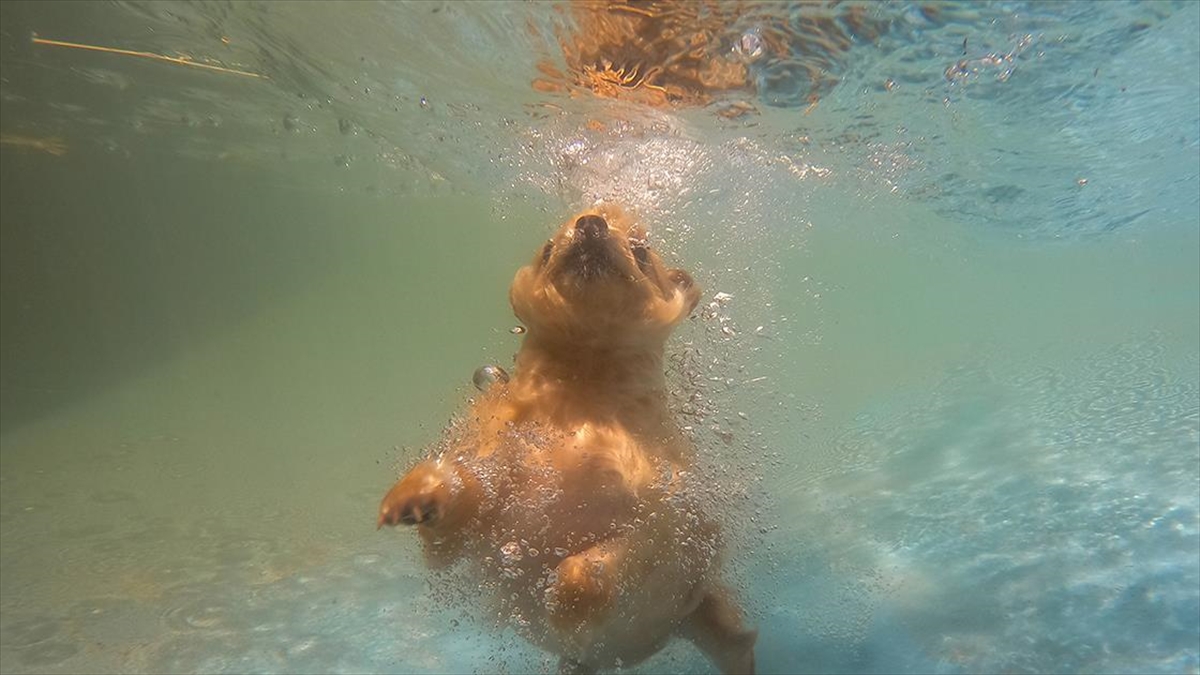 Sıcaktan Bunalan Pet Otel Sakinleri Havuzda Serinliyor