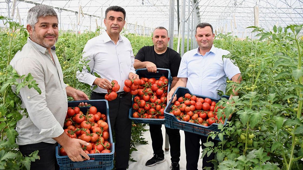 Kocaeli'ne 600 Kilometre Uzaktan Getirilen Volkanik Cürufla Domates Verimi Artırıldı