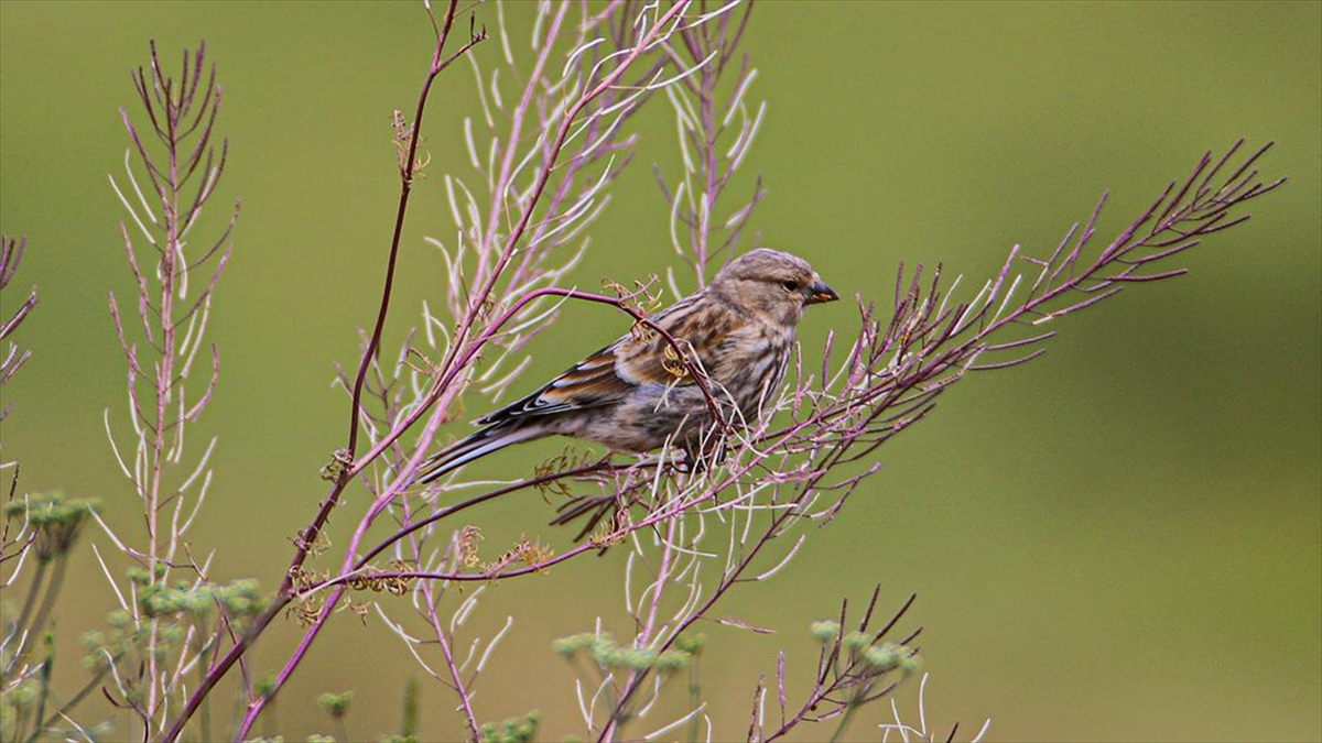 Kırmızı Listedeki 4 Kuş Türü Ağrı'daki Balık Gölü'nde Görüldü