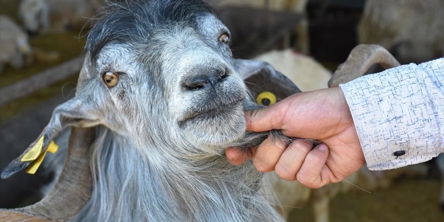 'Küçükbaş Kurbanlıklarda Fiyat Artışı Yok'