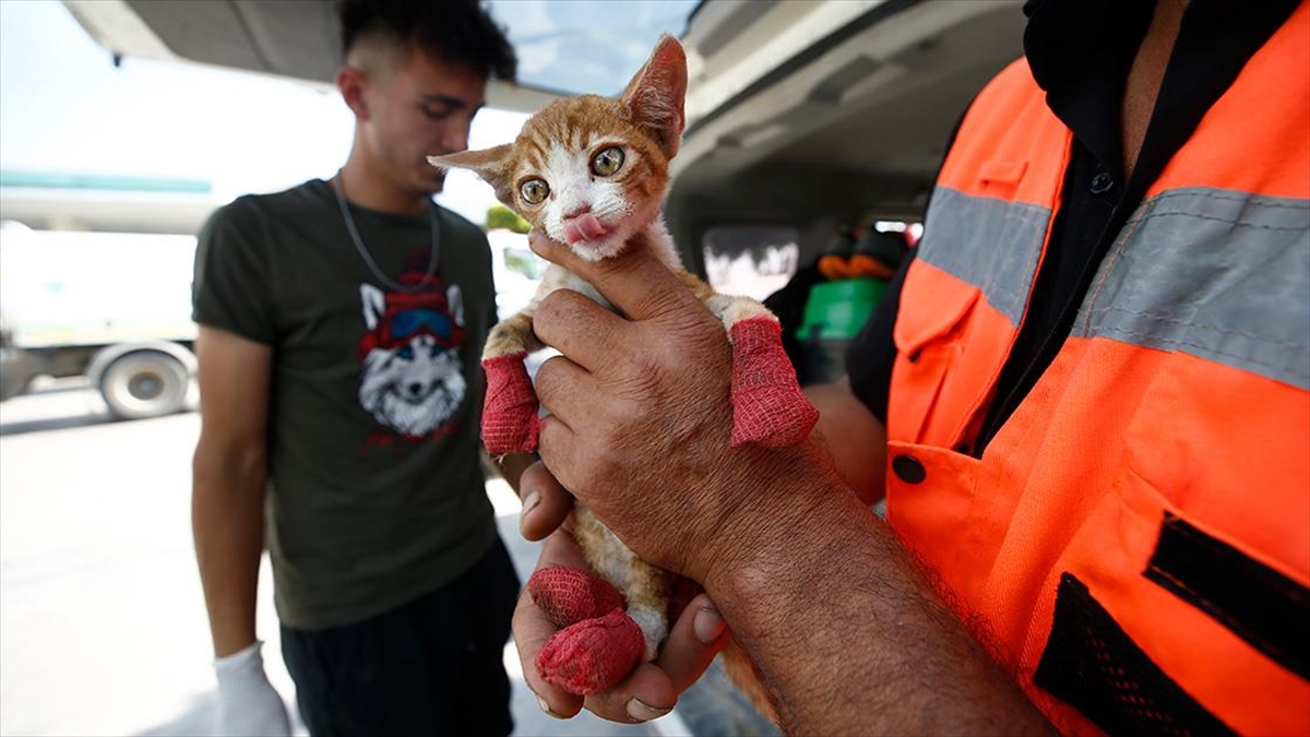 Orman Yangınlarında Zarar Gören Hayvanların Yaralarını Sarıyorlar