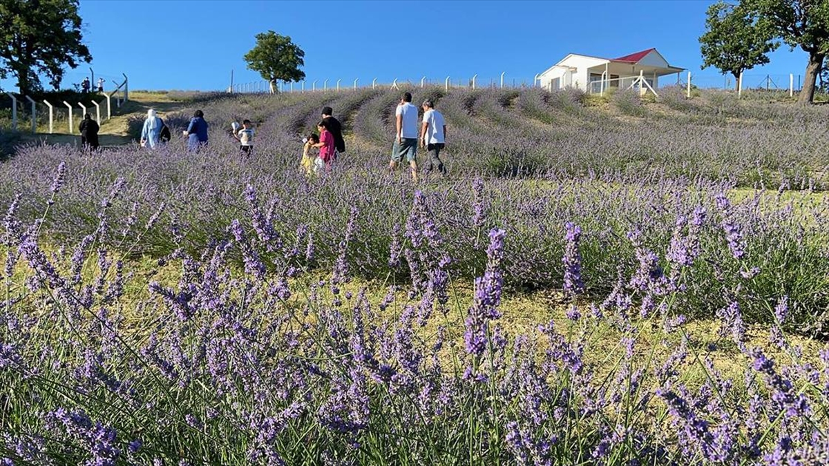 Karabük'ün Yerel Ürünleri Ekoturizmle Tanıtılacak