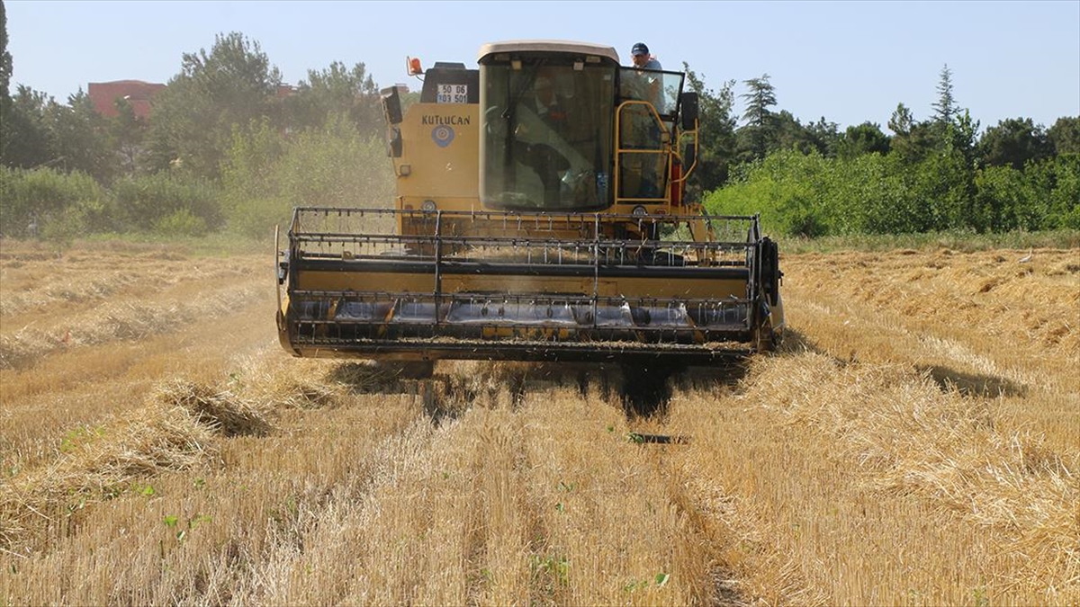 Amasya'da Öğrencilerin Yetiştirdiği 50 Çeşit Ekmeklik Buğdayın Hasadı Yapıldı