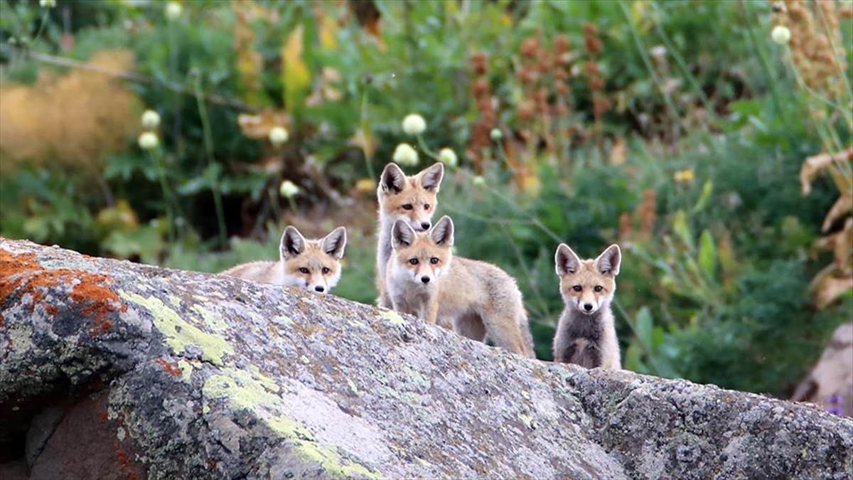 Ağrı'da Doğada Gezintiye Çıkan Tilki Yavruları Görüntülendi
