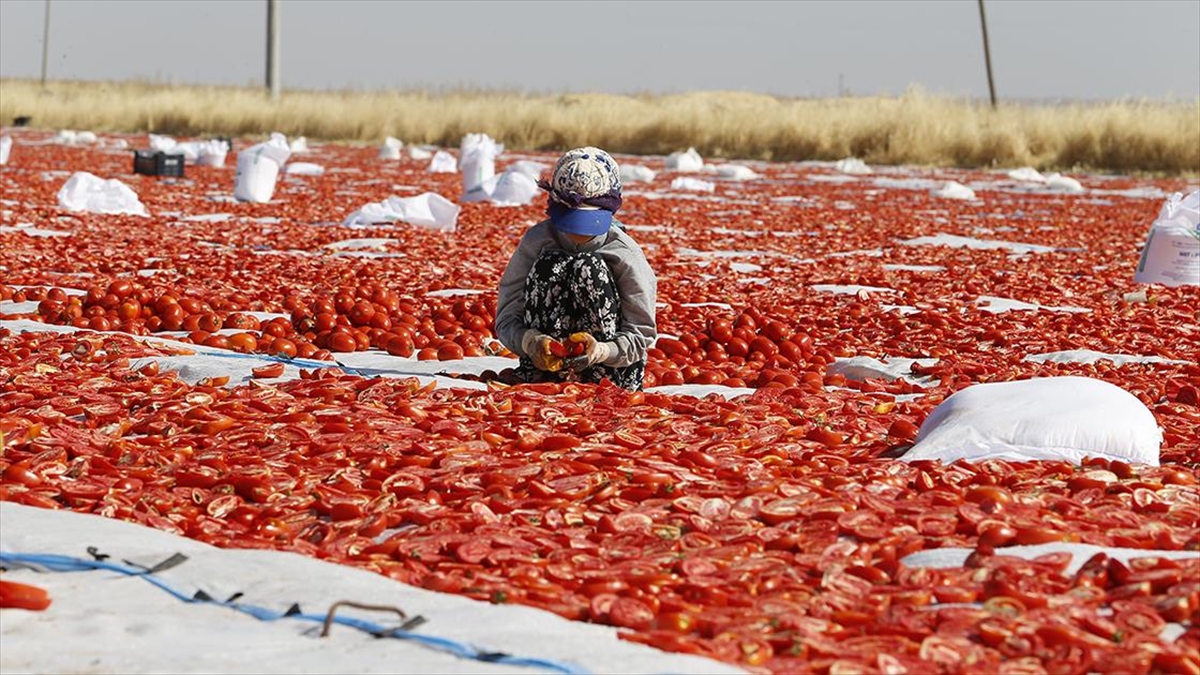 Diyarbakır'da Kavurucu Sıcaklıkta Kurutmalık Domates Mesaisi Başladı