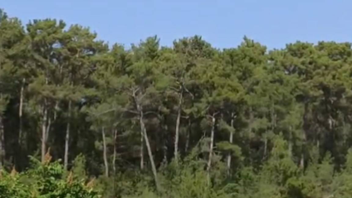 Abkelen'de tüm itirazlara rağmen ağaç kesimi sürüyor