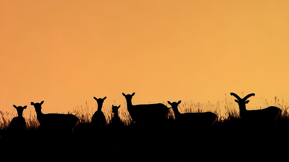 Koruma Altındaki Anadolu Yaban Koyunlarının Sayısı Artıyor