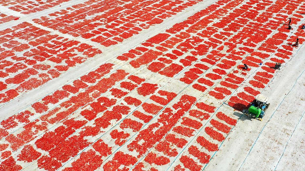 Aşırı Sıcaklar Ege Ovalarındaki Domates Mesaisini Erken Bitirecek