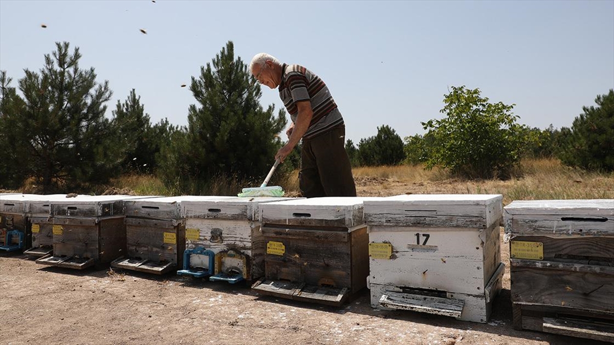 Gezgin Arıcılar Kovanlarını Aşırı Sıcaktan Kireçle Koruyor
