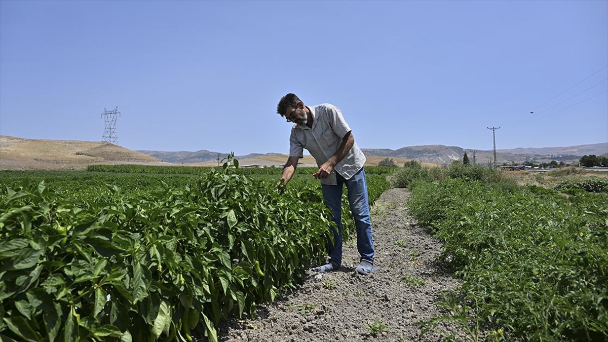 Aşırı Sıcak Tarladaki Mesai Saatlerini Değiştirdi