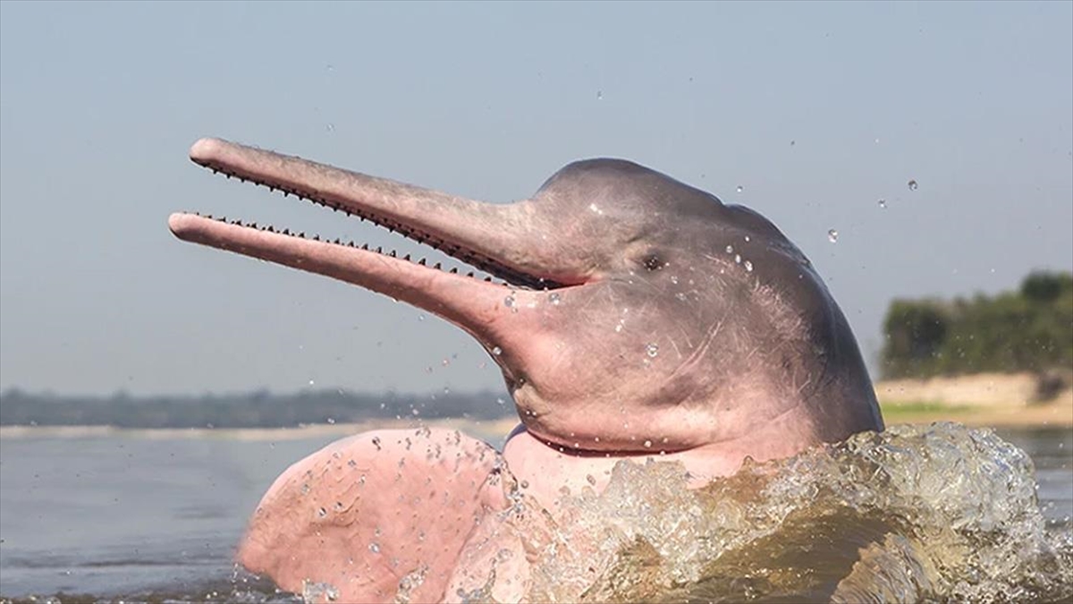 Bilim İnsanları Yapay Zeka Teknolojisi Sayesinde Yunusları Dinledi