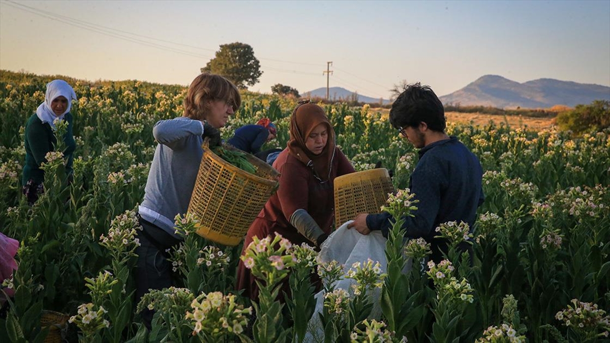 Uşak'ta Bunaltıcı Hava Nedeniyle Tütün Hasadı Gün Batımıyla Başlıyor