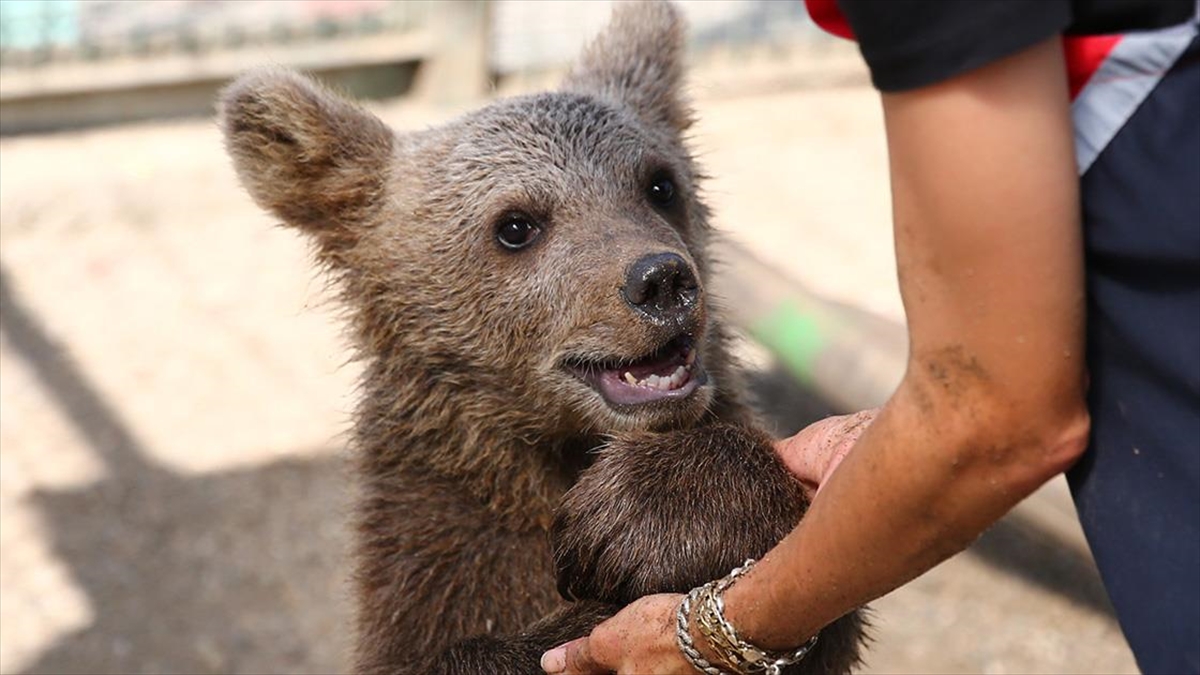Ayı Yavrusu "Paşa" Yaşamına Bursa'da Devam Edecek