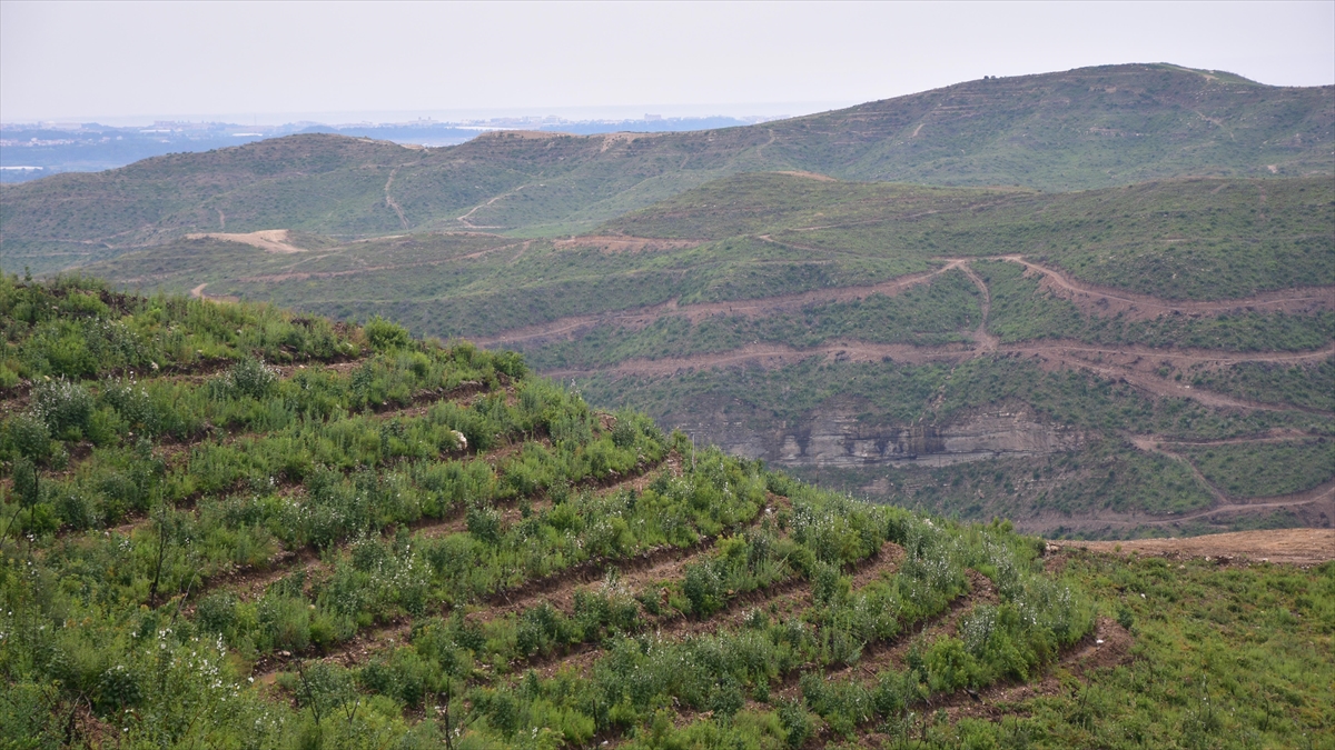 Manavgat Yangınında Zarar Gören Alanların Tamamına Yakını Ağaçlandırıldı