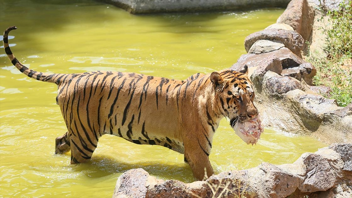 Gaziantep Hayvanat Bahçesi Sakinleri Buzlu Kokteyllerle Serinliyor