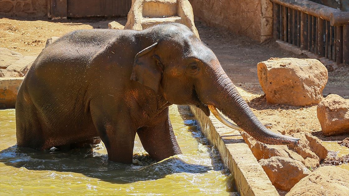 Fil Gabi'nin Havuz Keyfi