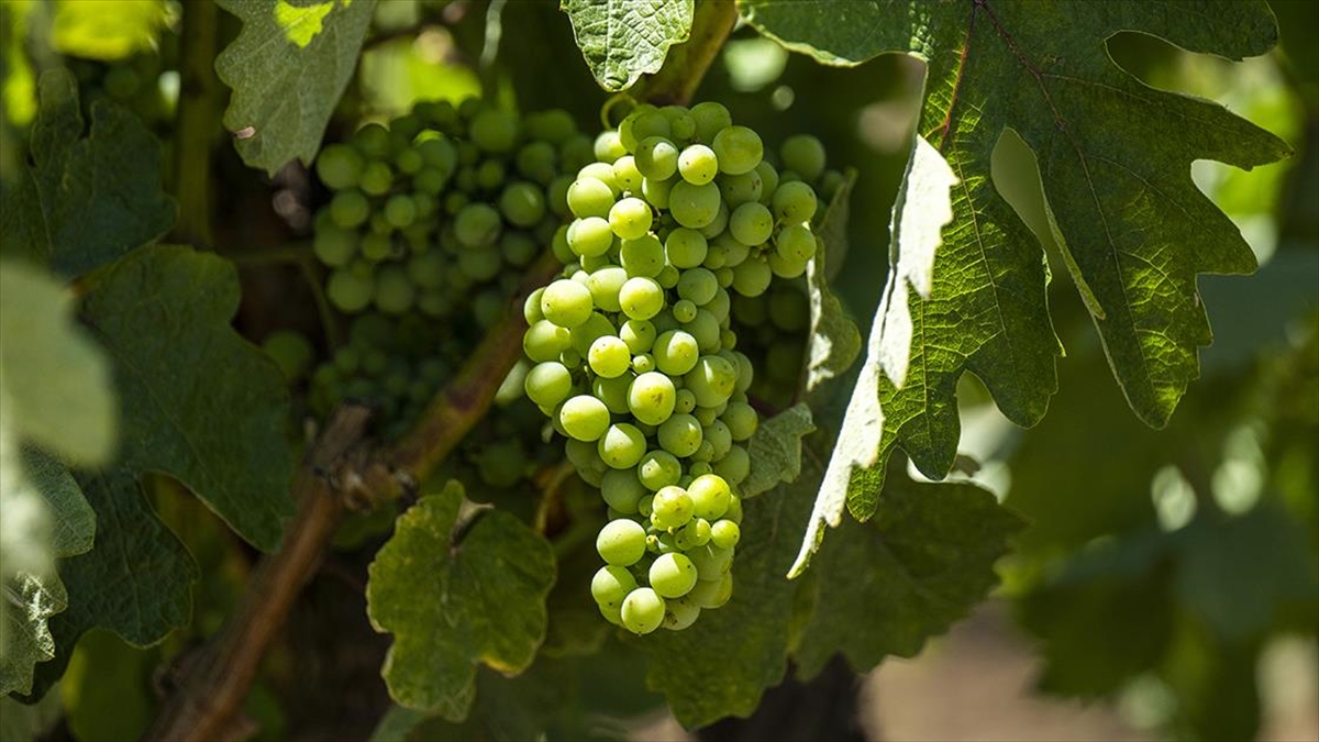 Türkiye'nin Üzüm Üretiminde "Akıllı Tarım" İçin Diplomalı Uzmanlar Yetiştirilecek